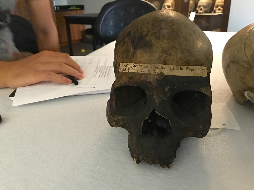 Human skull from the Samuel G. Morton Collection at the Penn Museum.