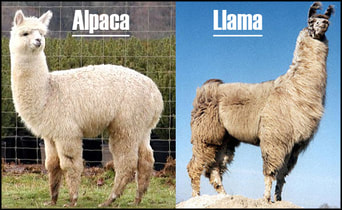 Image of two animals, alpaca and llama.